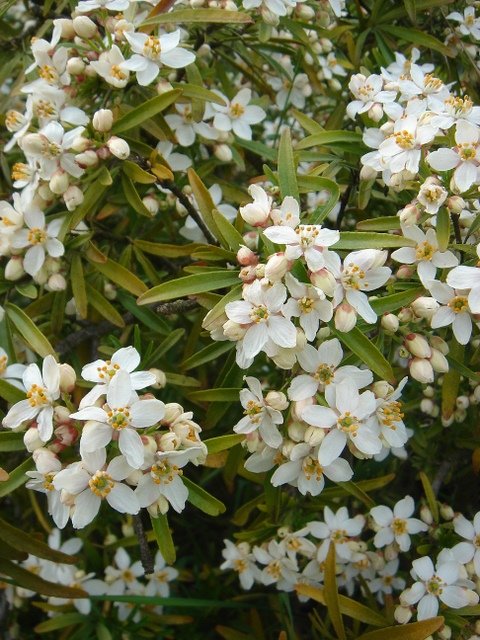 Choisya x 'Aztec Pearl'